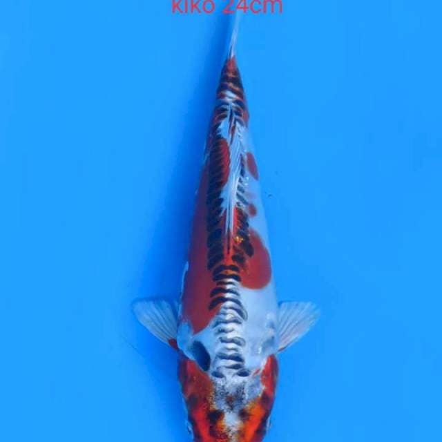Kiko 24cm