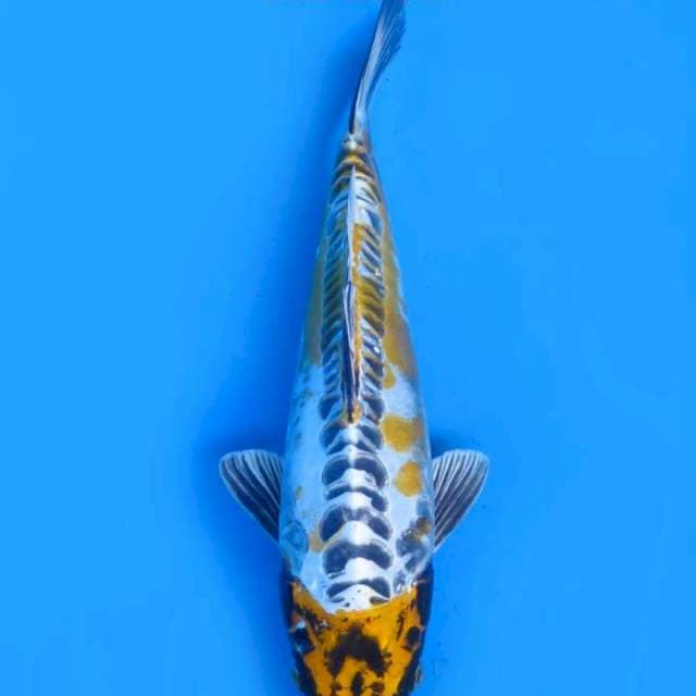 Kiko 26cm
