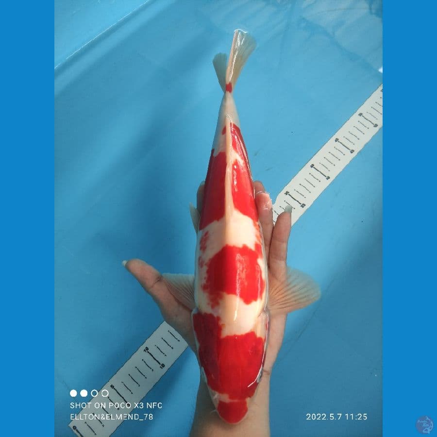 KOHAKU DOITSU MURNI