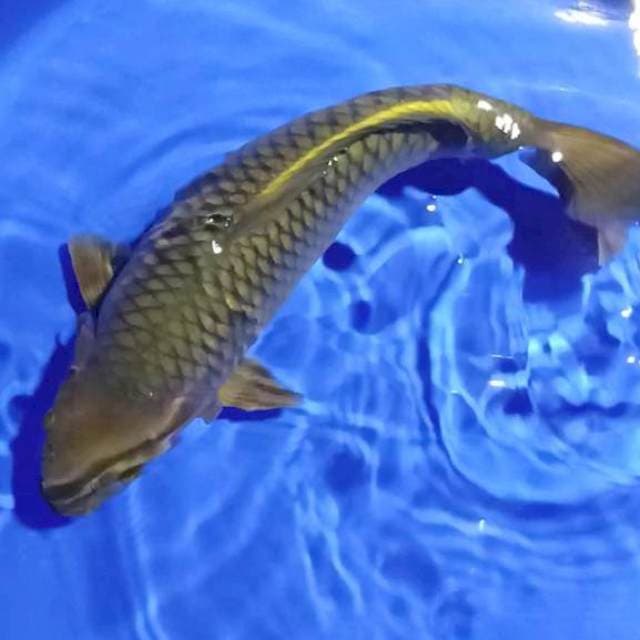 Chagoi 45cm female