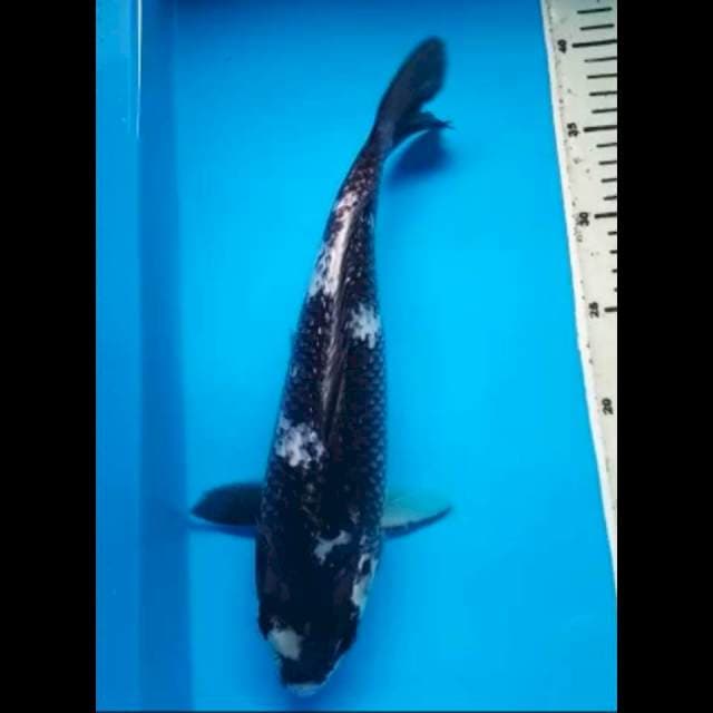 SHIRO GINRIN PUNUK 34 Cm