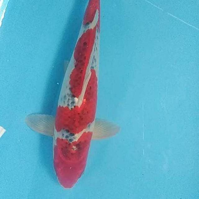 Goshiki Strong 33cm