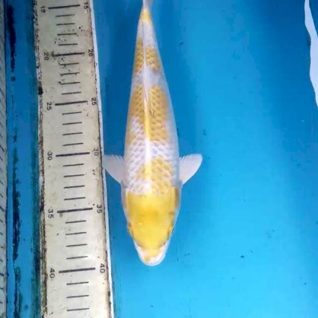 Hariwake 28cm