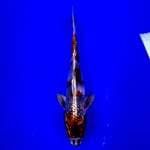 Kin showa 24cm