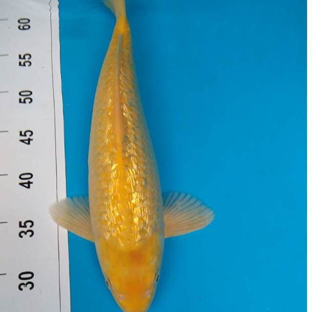 KARASI GINRIN