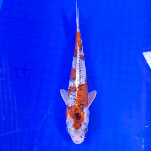 Goshiki 24cm