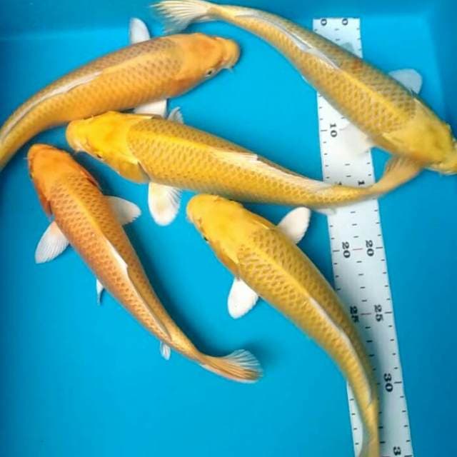 Yamabuki 24-25cm (5ekor)