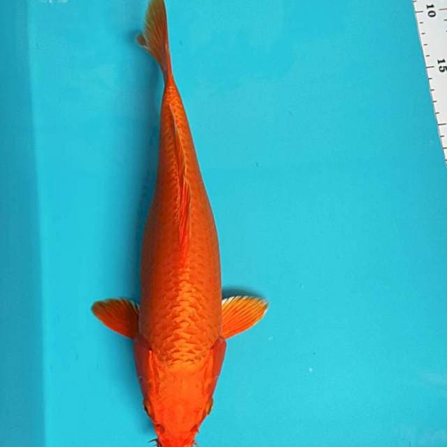 Orenji 31cm
