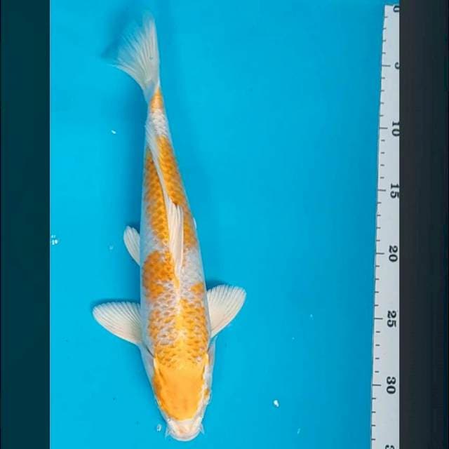 Hariwake ginrin 32cm male