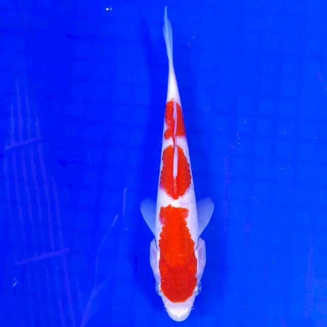 Kohaku ori 20cm