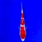Kohaku ori 20cm