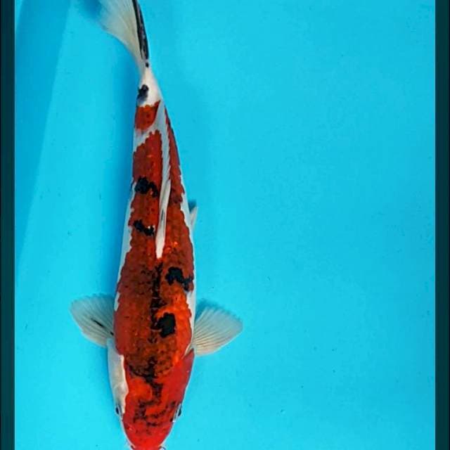 Goromo sanke 30bu male