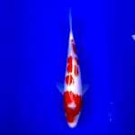 Kohaku ori 25cm