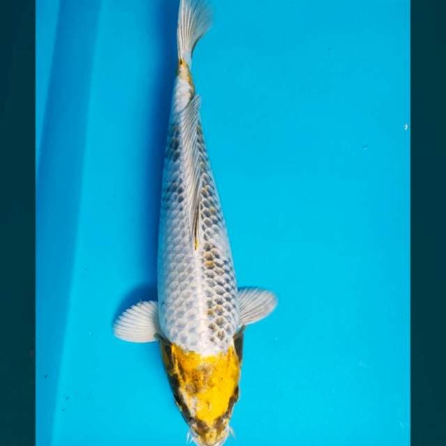 Tc.kin showa 34cm