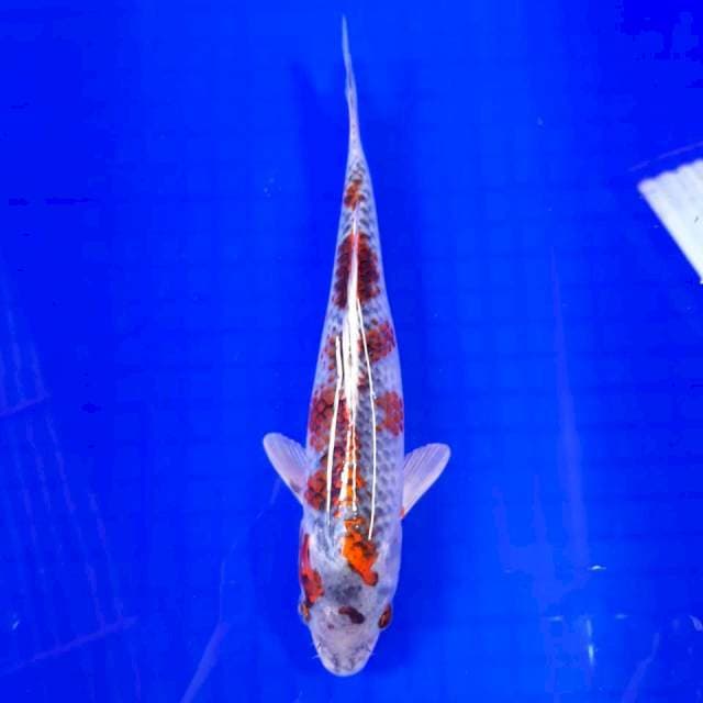 27 cm GOSHIKI LOKAL