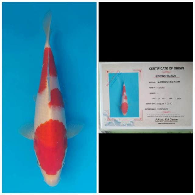Maruboshi Sandan Kohaku