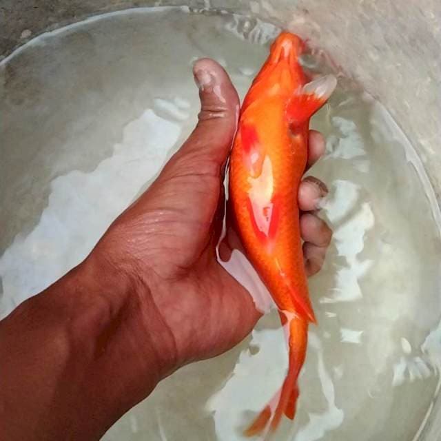 Benigoi Full merah 20cm