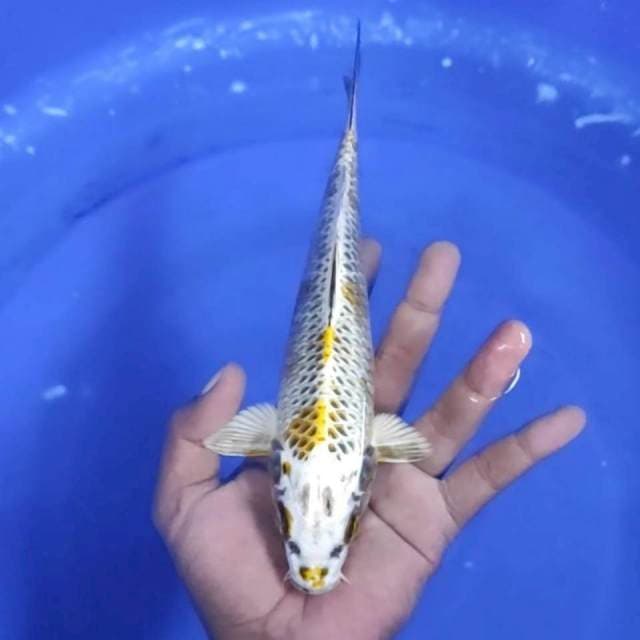 2. Kiko - 23 cm 