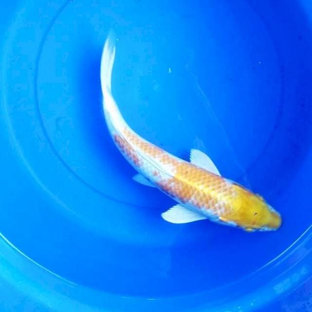 Hariwake 34cm