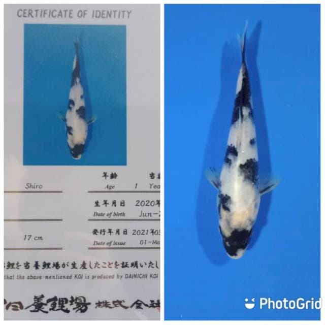 Shiro tosai dainichi