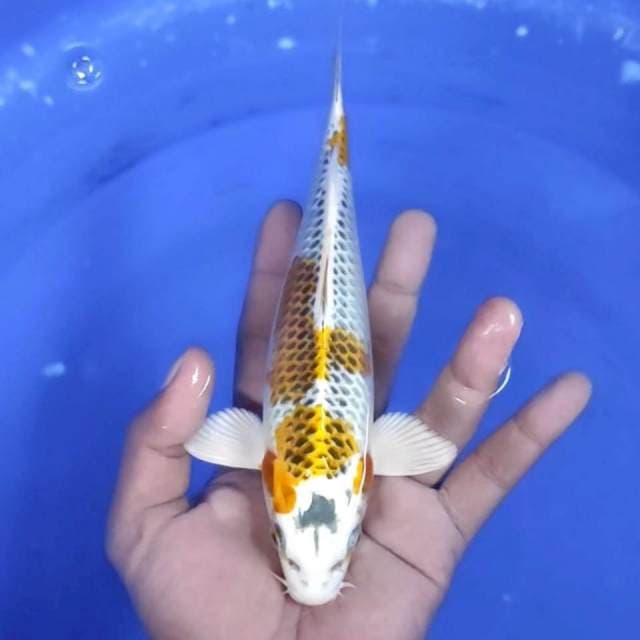 9. Kujaku -21cm - Jantan