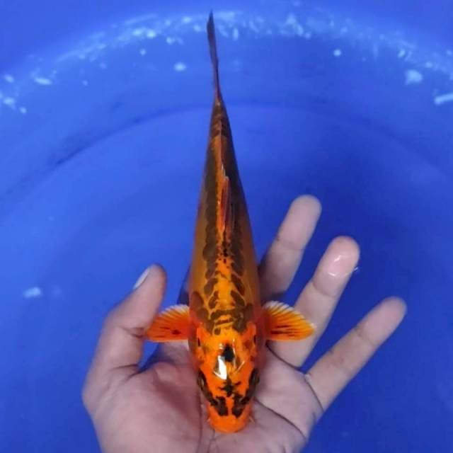10. Mizuo - 22cm
