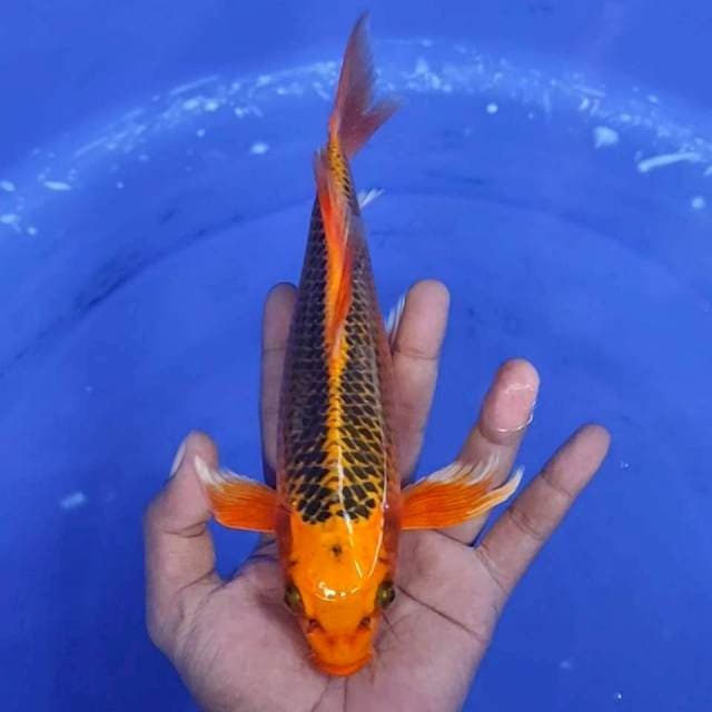 13. Mizuo - 26cm