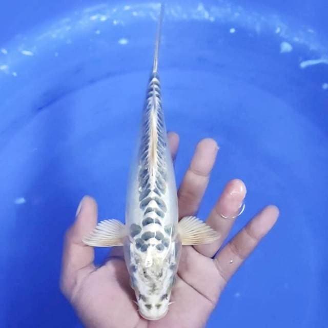 15. Kujaku - 24cm