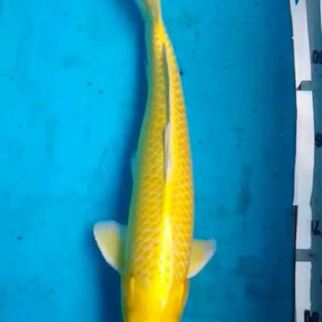Ogon