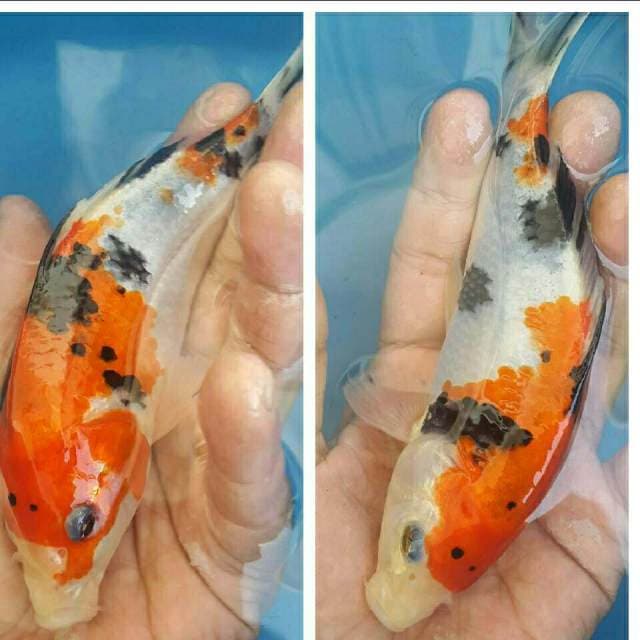 Sanke Super Sumi