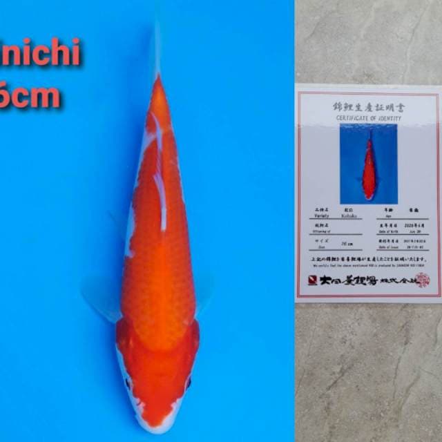 Dainichi kohaku 17cm certi