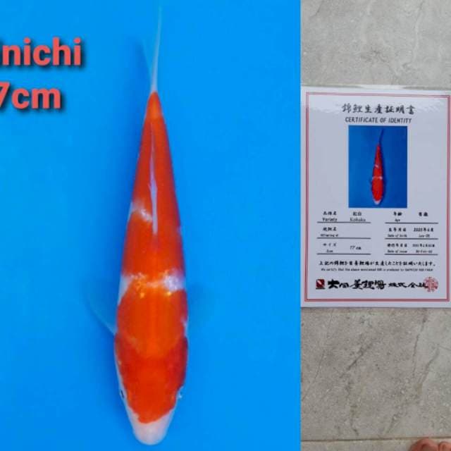 Dainichi kohaku 18cm certi