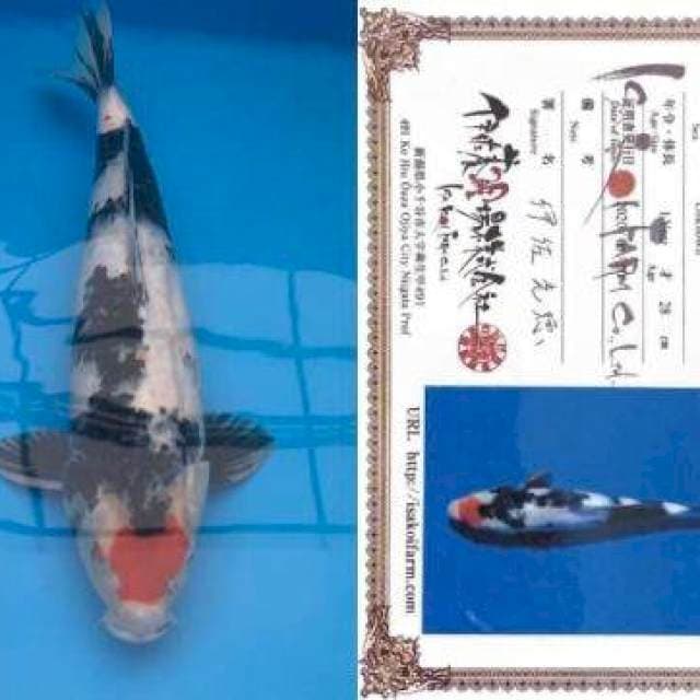 Aruku 04 Tancho Showa Import Isa