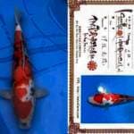 Aruku 05 Showa Import Isa