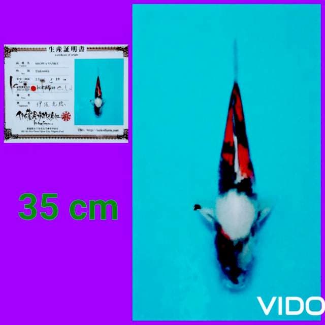 Showa josss 35 cm ๐ฅ๐ฅ๐ฅ...