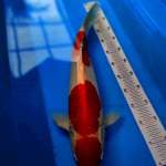 Kohaku jumbo strong