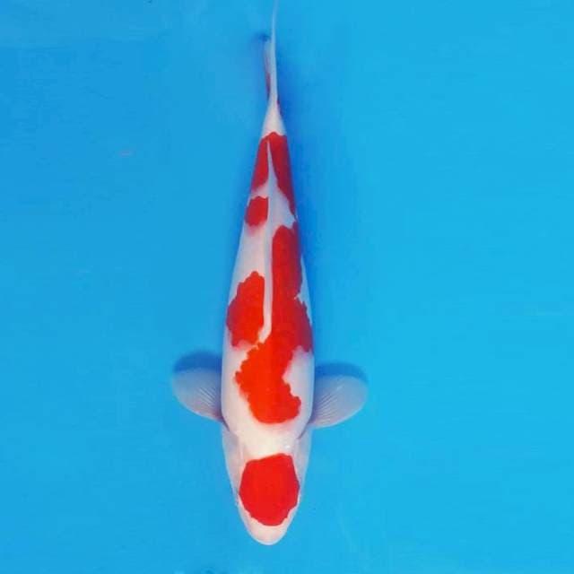 SABOTEN 1 - Maruten Kohaku ®