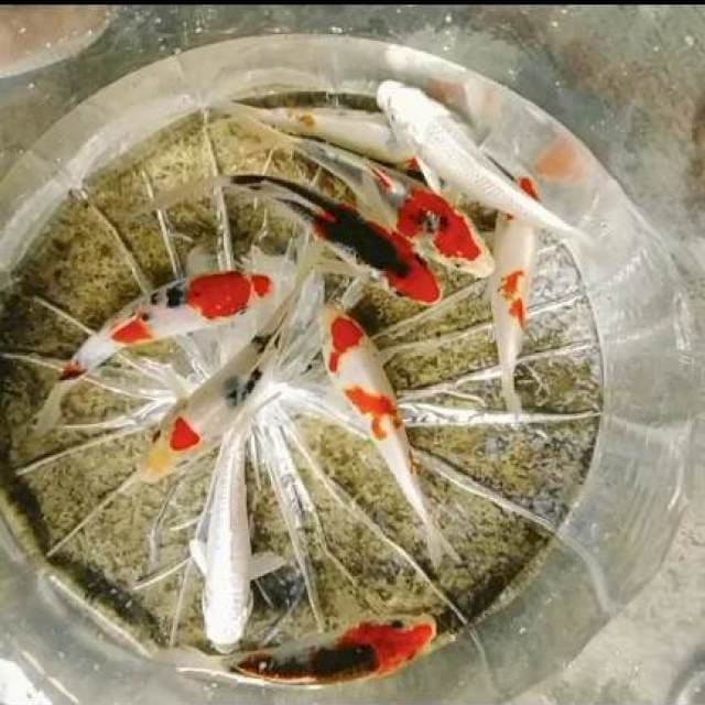 Paket mixx 15bu 10ekor