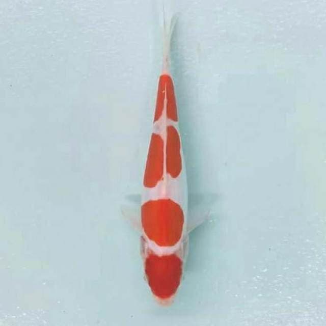 Maruten doitsu belendu belendu 24cm