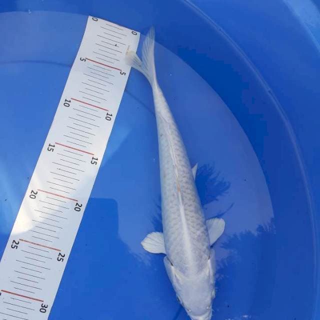 Platinum 30 cm