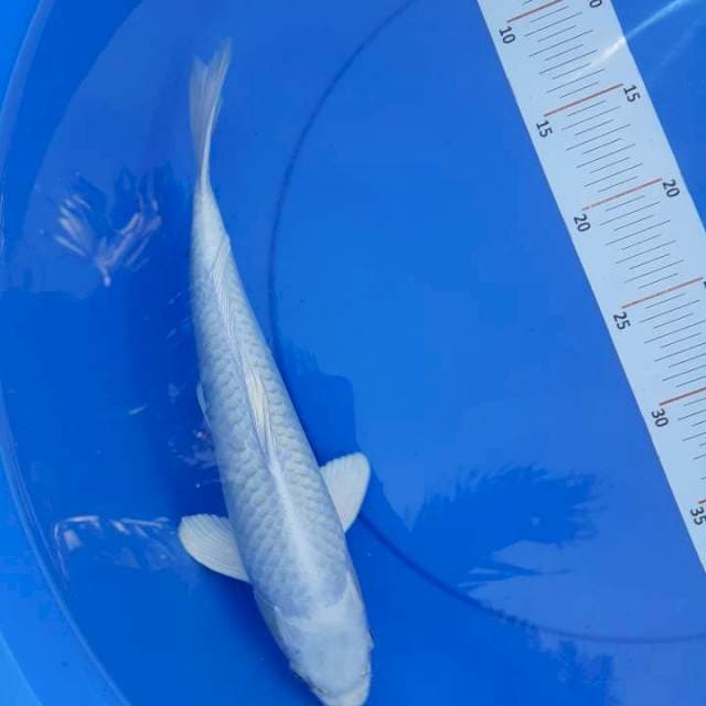 Platinum 30 cm