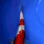 Kohaku ginrin original