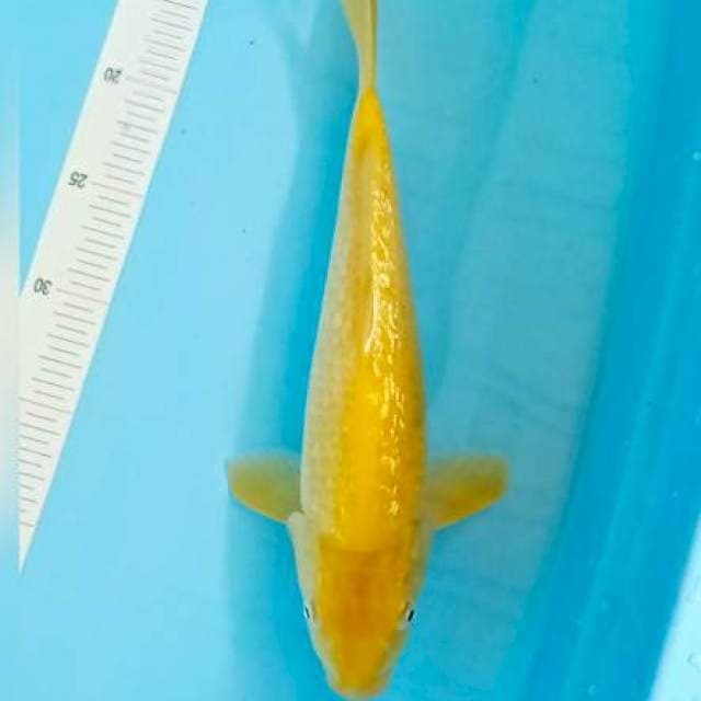 Ginrin Karasi