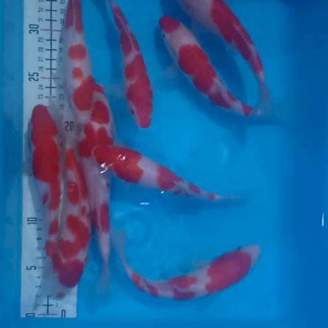 Paket Kohaku Merah