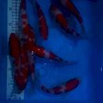 Paket Kohaku Merah