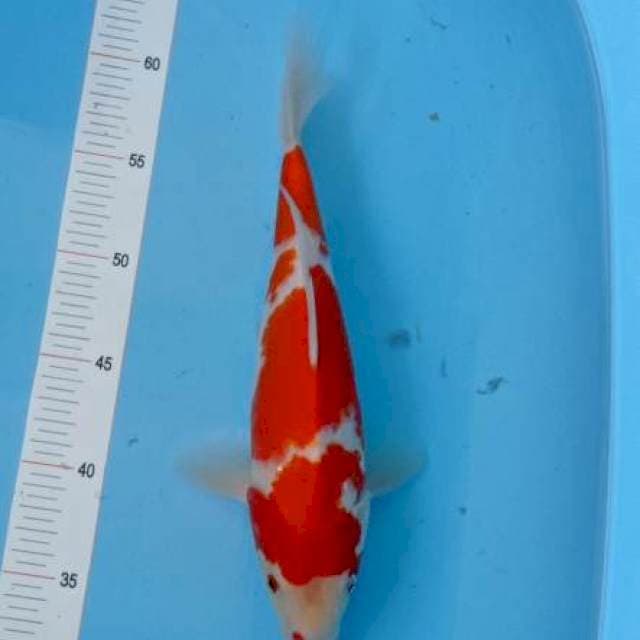 Kohaku