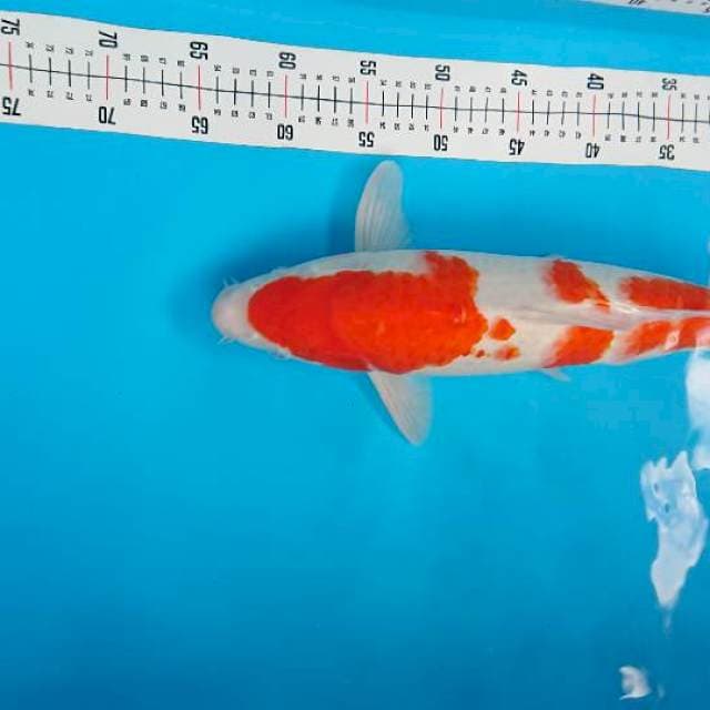 kohaku merah strong