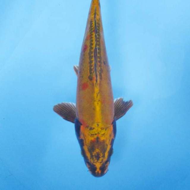 Kawarimono 33 cm