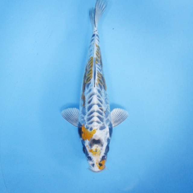 Kikokuryu 26 cm