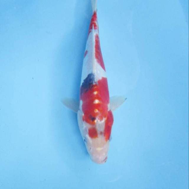 Yamato Nishiki 29 cm